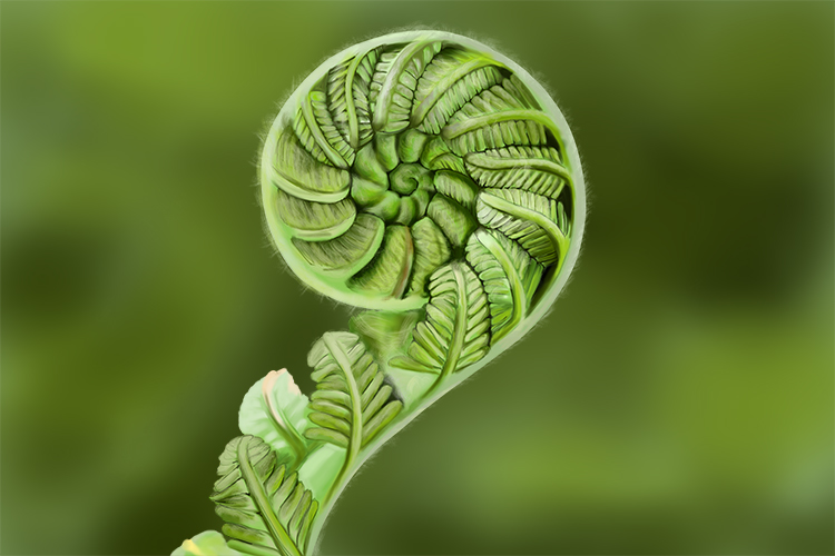 Fronds are distinctive leaves that unfurl, young fronds are called fiddle heads because of its shape, unfurled